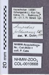 Etikette zu Ampedus juldusanus (NHMW-ZOO-COL-0010668)